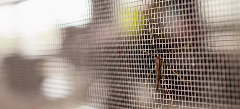 Repair Mosquito Mesh For Windows in Hercules, CA